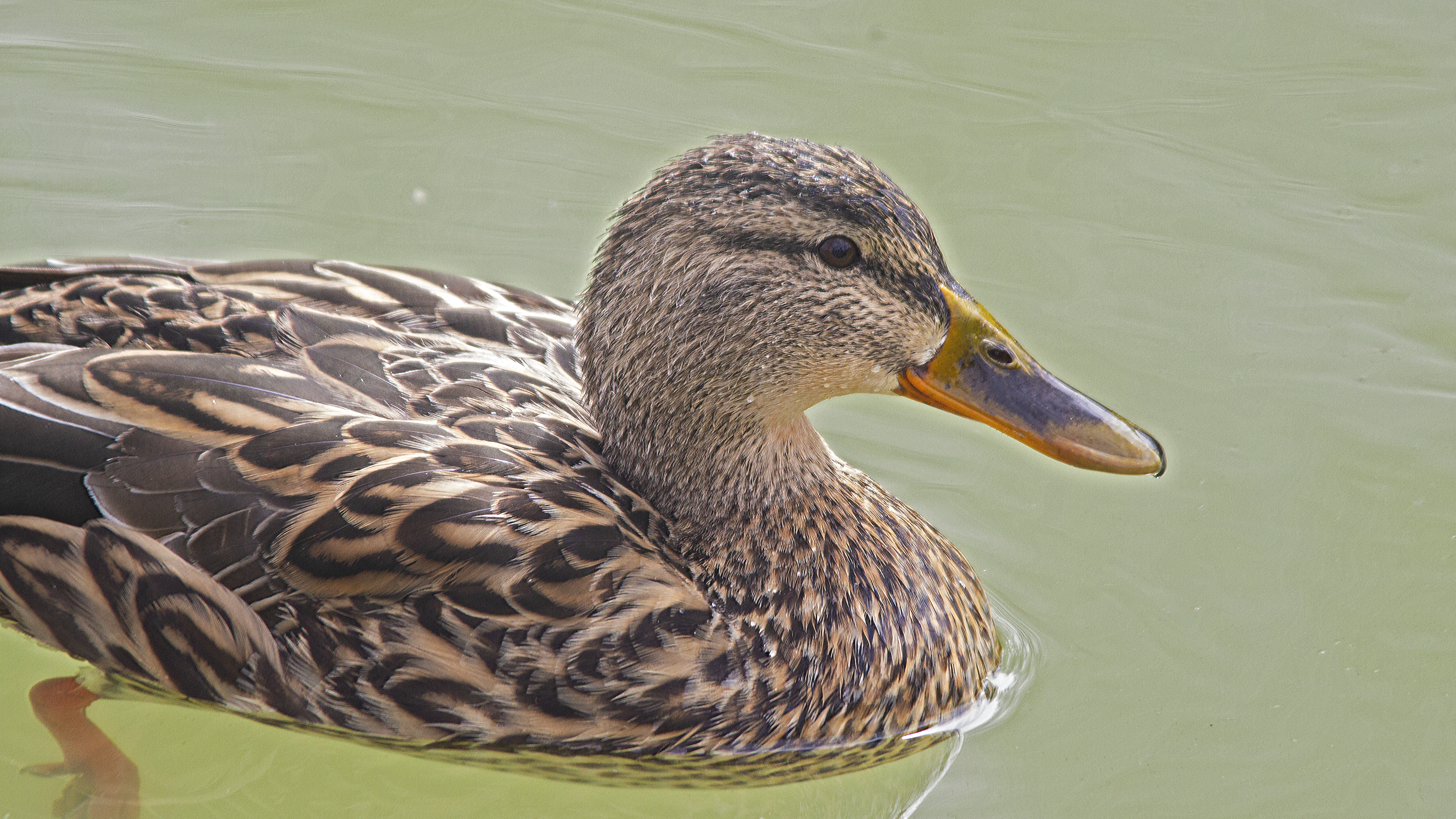 Mallard